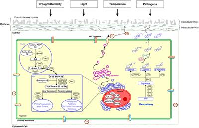 Developmental and Environmental Regulation of Cuticular Wax Biosynthesis in Fleshy Fruits